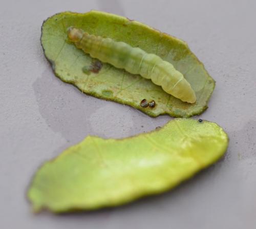 Réf. 206 371 : Elophila nymphaeata
